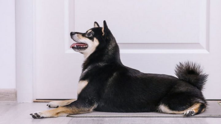 Comment choisir un tapis pour chien ?